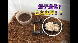 熱帶雨林蝎產後生吞麵包蟲，密集恐惧症测试慎看｜小蝎子｜熱帶雨林蝎vs麵包蟲｜盔甲｜斯巴達斗蟲場