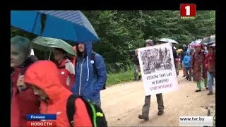 Поляки протестуют против масштабной вырубки деревьев в Беловежской пуще