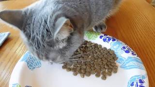 Sophie eating Solid Gold Indigo Moon Dry Food For the First Time