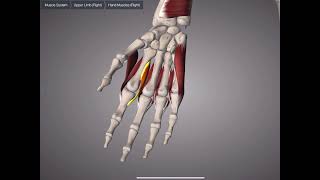 【全筋肉解剖#7-23】掌側骨間筋