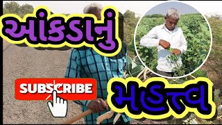 Organic farming  ||  સજીવખેતી  ||  આંકડા નો બોરો બનાવવની રીત ||  હરજીવનભાઈ