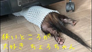 狭いところが大好きちょろちゃん【フェレット】ferret I love narrow places