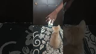 பூனை குட்டி ஆன்லைன் Cat funny video #shors #cats #kitten 🐱