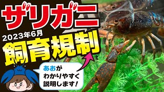 ザリガニの飼育規制#ザリガニ #ザリガニ飼育 #crayfish