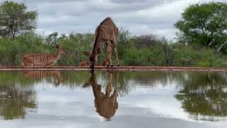 Photographer hides to capture shy antelope drinking water