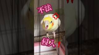 【オカメインコ】不法侵入だ！と訴える💦モーニングろく＃インコとの暮らし