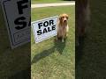 My dog sold my house!