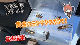 黄金の『ミヤマクワガタ』採集へ同行！～福岡県某所～