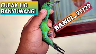 cucak ijo banyuwangi betina mau di ternak berubah jadi trotol jantan...