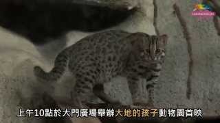 祥獅獻瑞慶元宵－石虎返家路遙遙 Children of The Earth－Leopard Cat