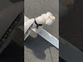 紫外線対策はバッチリなココちゃん ビションフリーゼ bichonfrise dog cute osaka お散歩 ootd shorts