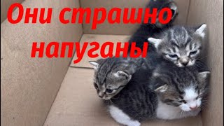 У рельсов в коробке ВЫБРОСИЛИ умирать КОТЯТ- грудничков/Котята чуть не погибли