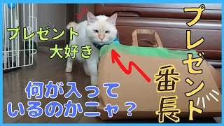 猫達に届いた、美味しそうで楽しそうなプレゼントとは？！