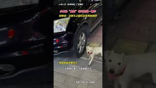 小狗為“復仇”，天天追著同一輛車抓咬。知情者：這輛車之前壓過小狗的同伴。＃狗狗 #狗狗咬車 #搞笑 #神操作