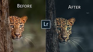 How To Edit Wild Photography In Lightroom |Moody Black Lightroom Tutorial |Wild Photography |