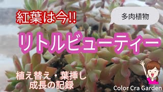 【多肉植物】リトルビューティーの紅葉は今!!　植え替え・葉挿し・1年の成長の記録/Succulent