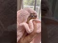 【ウロコインコ】水浴び後のルーティーン　お包みなっちゃん