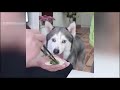 2021 動物搞笑 狗 搞笑，不要笑挑戰，搞笑的動物在哪裡 dog funny best funny animal videos of the 2021 🤣😆🔥🐷 09