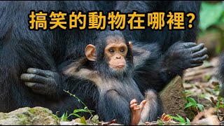 2021 動物搞笑 | 狗 搞笑，不要笑挑戰，搞笑的動物在哪裡 | Dog funny, Best Funny Animal Videos Of The 2021 🤣😆🔥🐷 #09