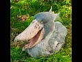 Shoebill, Prehistoric looking bird, #shorts