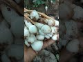 Natural Mushroom from Sundargarh, Odisha viral shorts#