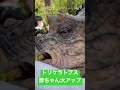 usj トリケラトプス赤ちゃん