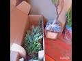 Распаковка посылки ОПТ ХОЗ. ХВОЙНЫЕ 📦🌲