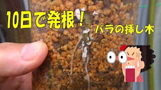 10日で発根！　バラの挿し木の秘密