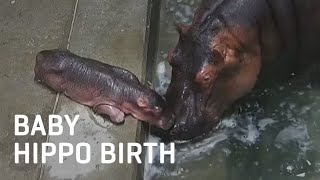 Baby Hippo Birth