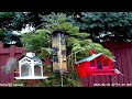 ontario backyard bird feeder 2025 01 25