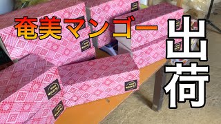 【奄美マンゴー】出荷します　主食はマンゴーですw