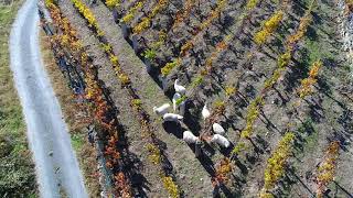 Ovejas pastando en viñedos de la Ribeira Sacra. Costa da Morte Drone