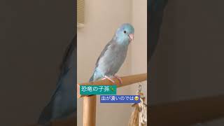 もっとも恐竜の血が濃いマメルリハインコ（かいぬし調べ）