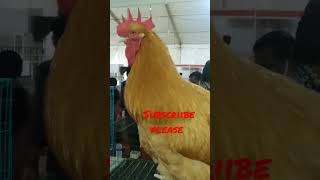 ഇതൊരു ഒടുക്കത്തെ കൂവലായി പോയി 🙆‍♂️🙆‍♂️👼അയ്യേ hen's singing #viral #shorts