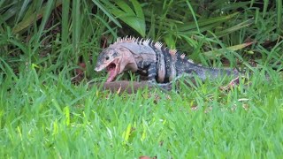 Black spiny tailed iguana preying upon squirrel