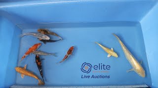 Elite Koi's Japanese Koi Auction Livestream Event   Bid on Stunning Varieties from Home!