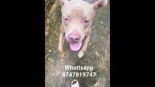 വെറും 8000 രൂപക്ക് pitbull semiadult male in തൃശൂർ