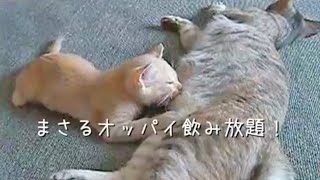 【可愛い子猫の授乳・ミルクタイム】独り占めしておっぱい飲む仔猫