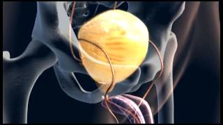Animation Male Urinary System - 3D Medical || ABP ©