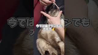 はみがきじょうずかな？もなか編 #shorts #164 #猫の歯磨き #adorable #cat #meow