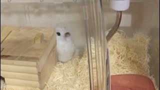 チラ見【ハムスター】hamster #Shorts