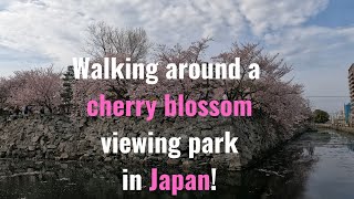 Japan's Cherry blossom viewing parties in country side park.