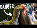 Mom Feeding Huge Reptiles!!