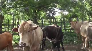 Zimbabwe Open University beef and milk projects. (Chitomborwizi and Sanyati)