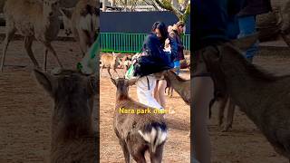 (なんてことだ) 鹿に遊ばれる観光客‼️Nara Park 🦌