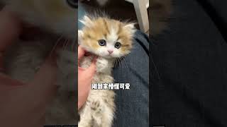 猫：这个家不待也罢～ 这是我的小猪猫 呆萌猫猫 两年前vs两年后 萌度超级高