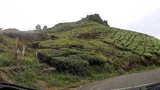 POTHAMEDU VIEWPOINT MUNNAR #munnartouristplaces #keralatourism #travel #munnartrip #munnar #green