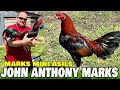 Marks Mini Asil John Anthony Marks | Marks Mugs Farm | Beautiful Birds Asil Mug