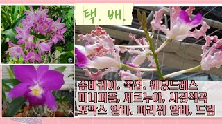 택배): 솜바퀴아, 죽엽, 웨딩드레스, 미니퍼플, 세르누아, 시경석곡, 포팍스 알바, 파리쉬 알바, 드림 구경하세요~(010-9250-5365 연락주세요)