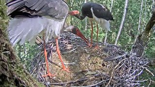 Melnais stārķis~A strange Black Stork disturbs. Male \u0026 female are defending~11:42 am 2023/07/12